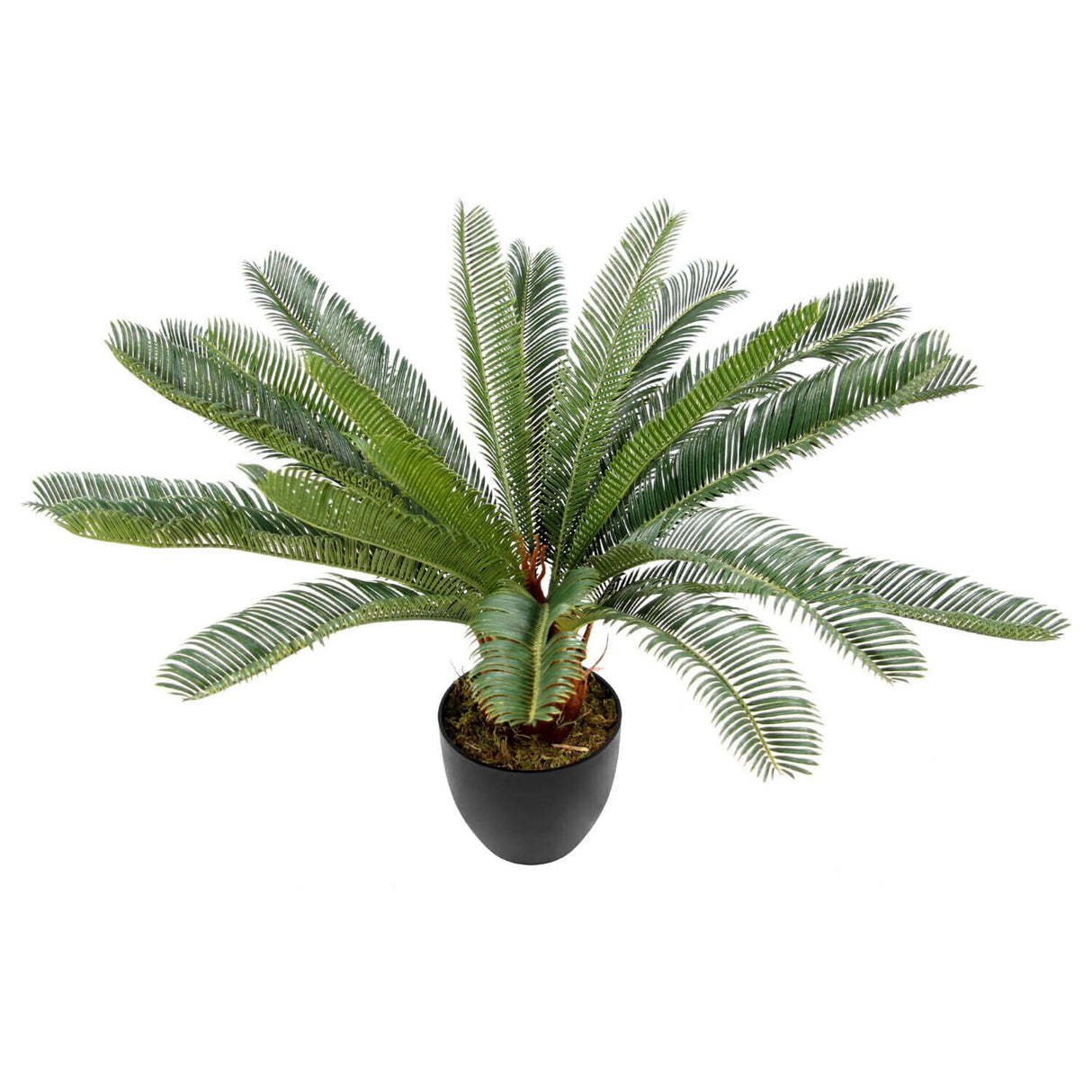 Kunstpflanze CYCAS in grüner Farbe mit schwarzem Übertopf von hjh OFFICE