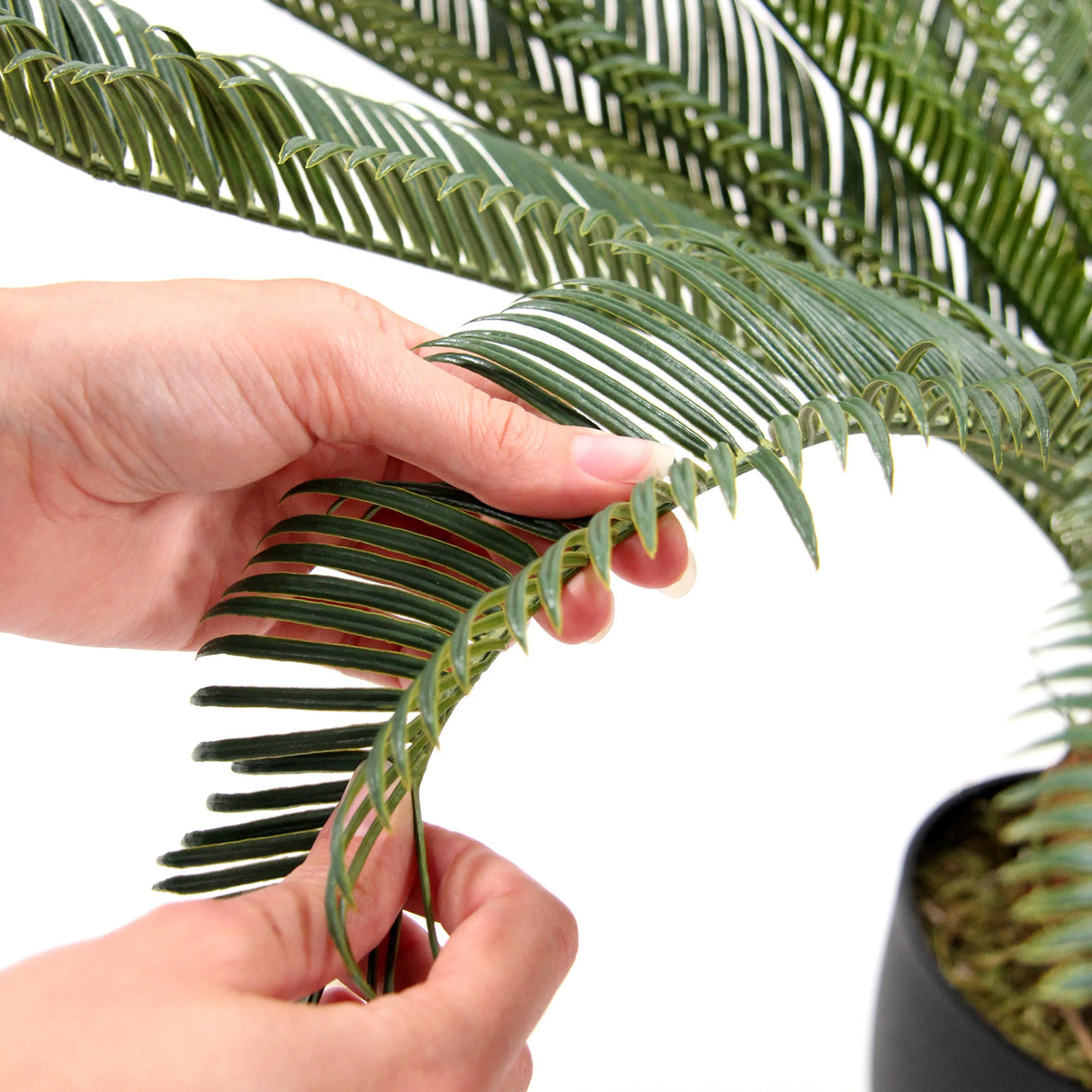 Grüne Wedel der Kunstpflanze CYCAS in einer Nahaufnahme von hjh OFFICE
