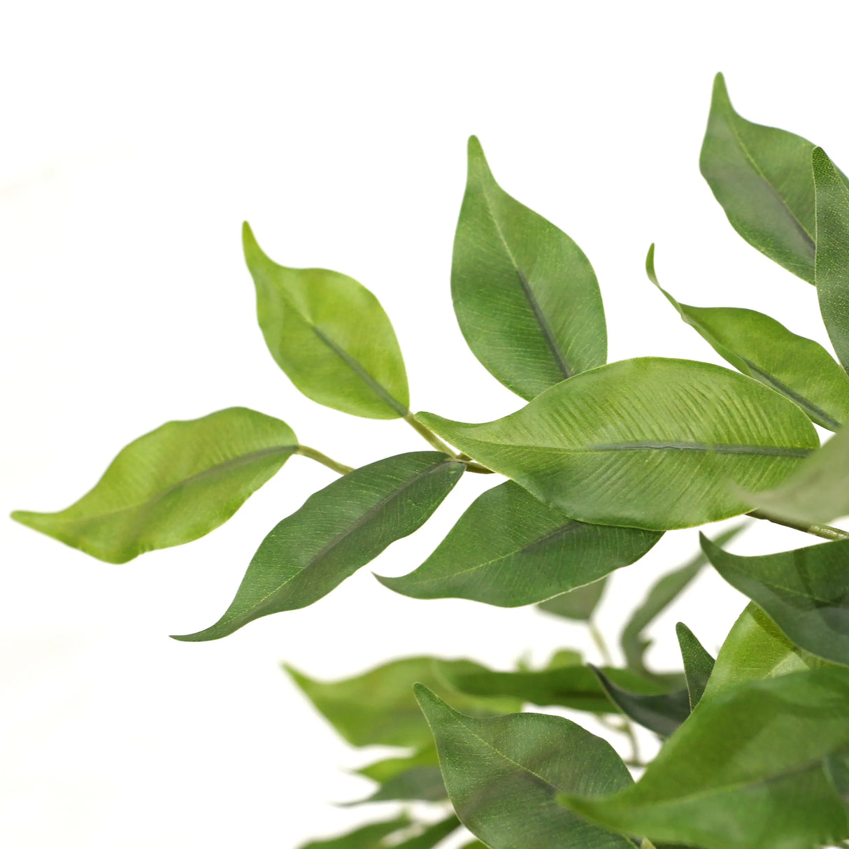 Grüne Blätter der Kunstpflanze FICUS I von hjh OFFICE