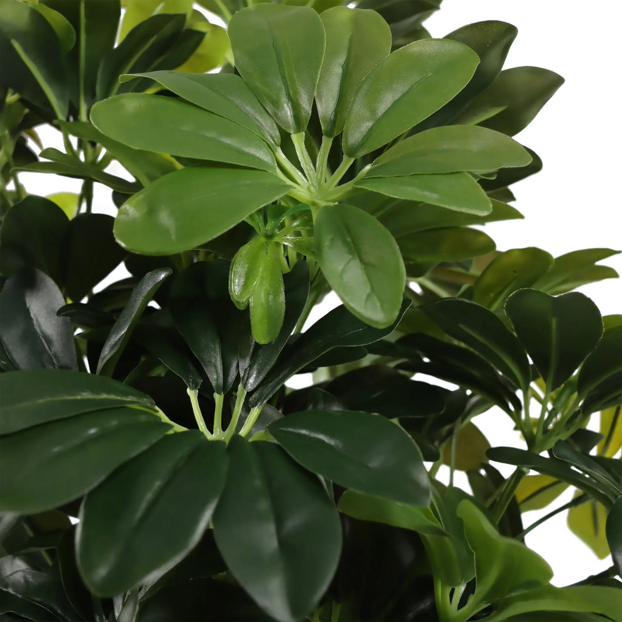 Grüne Blätter der Kunstpflanze Schefflera 2 von hjh OFFICE