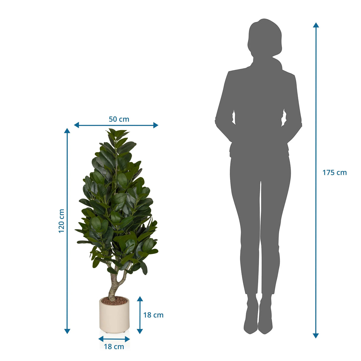 Maßzeichnung der Kunstpflanze Garcinia mit einer Höhe von 120 cm und Breite von 50 cm von hjh OFFICE