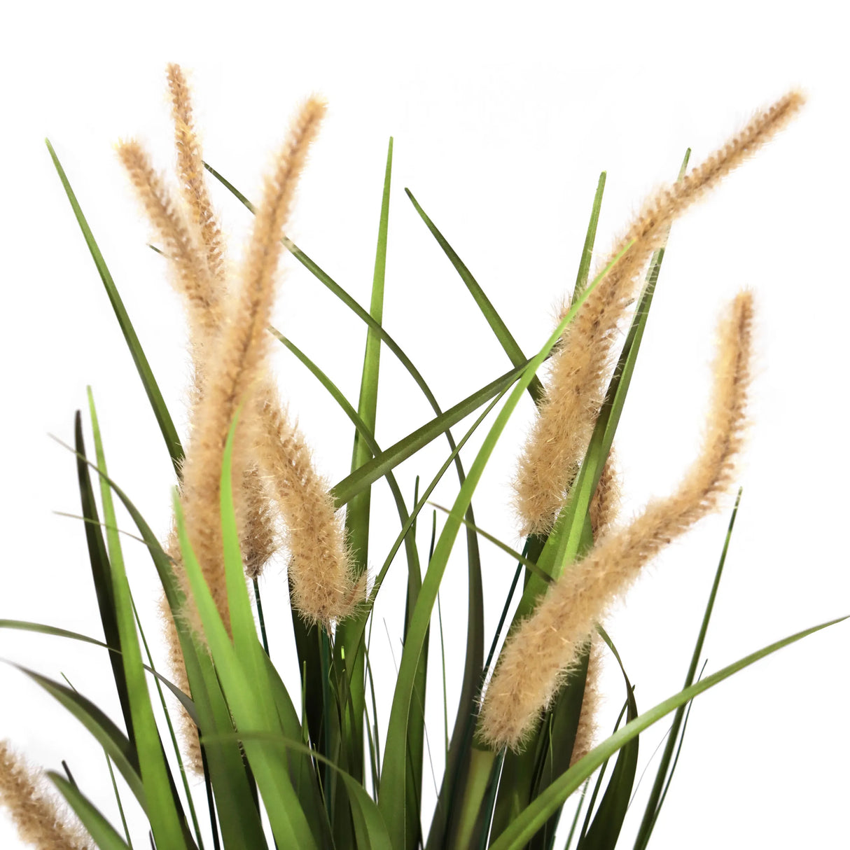 Beige-grüne Gräser der Kunstpflanze CORTADERIA I mit flauschigen Blütenständen von hjh OFFICE