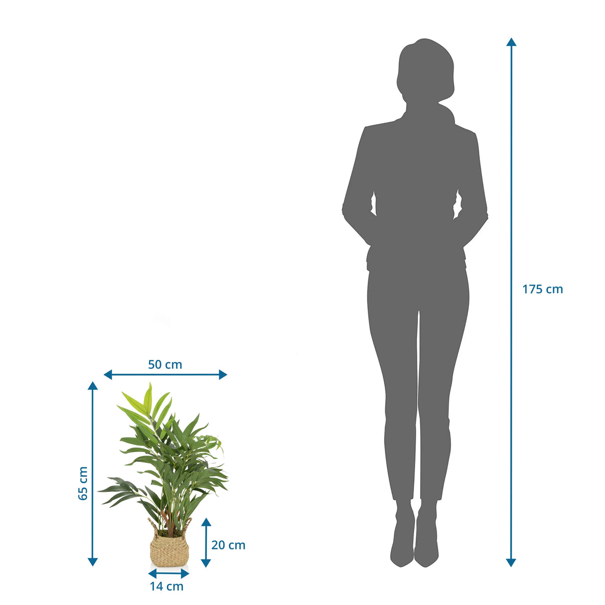 Maßzeichnung der Kunstpflanze CHAMAEDOREA mit einer Höhe von 65 cm von hjh OFFICE