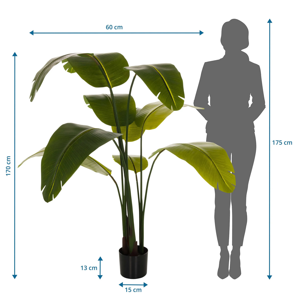 Maßzeichnung der Kunstpflanze BANANE mit einer Höhe von 170 cm und einer Breite von 60 cm von hjh OFFICE