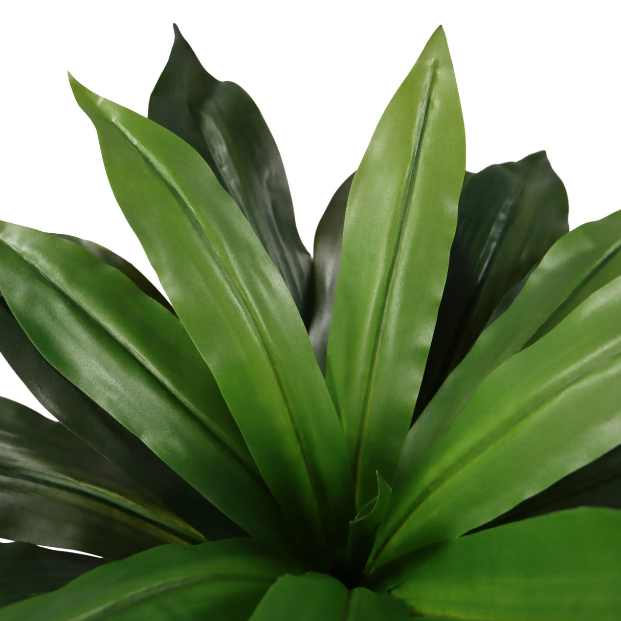 Grüne Blätter der Kunstpflanze DRACAENA I von hjh OFFICE