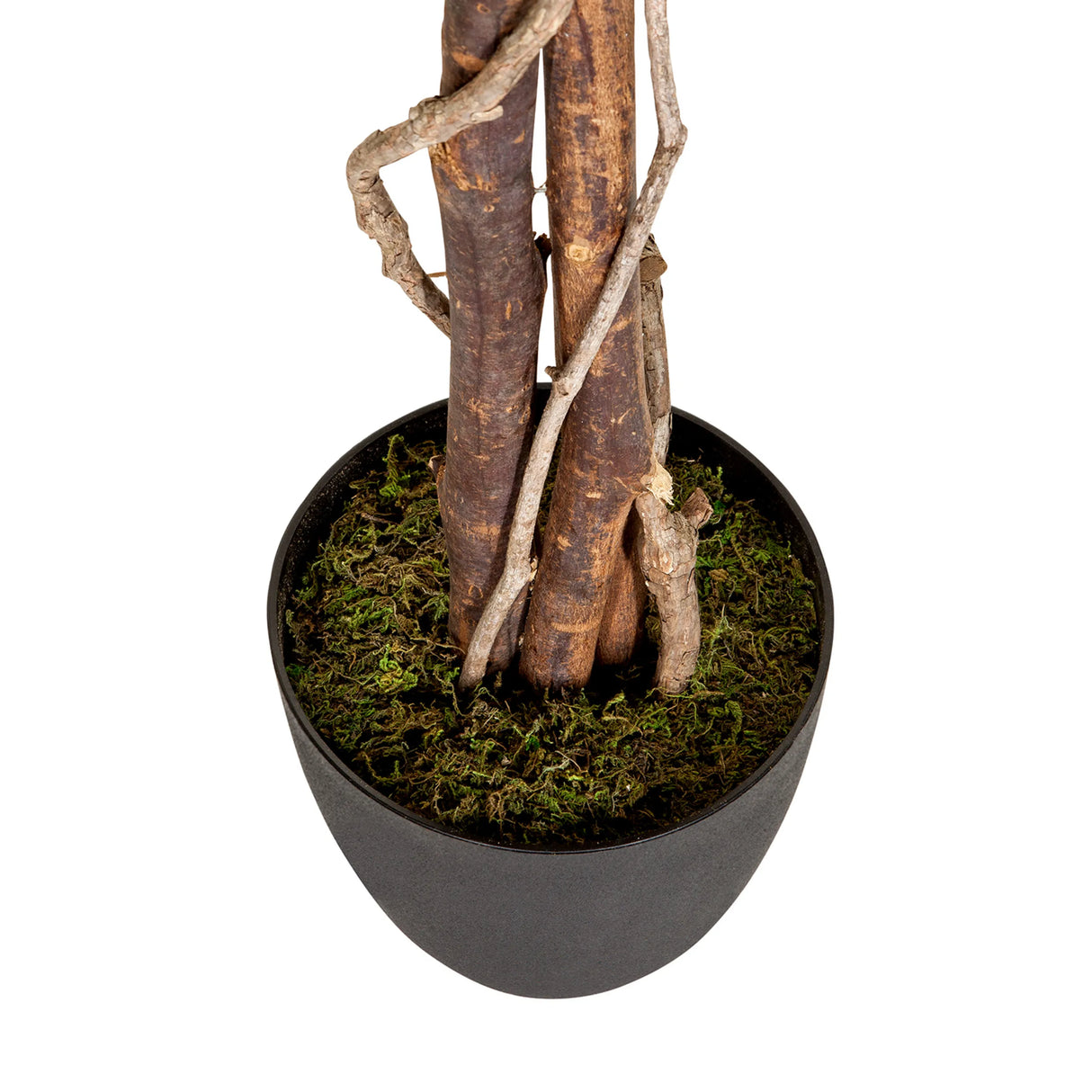 Stämme und Topf mit grünem Moos der Kunstpflanze FICUS von hjh OFFICE