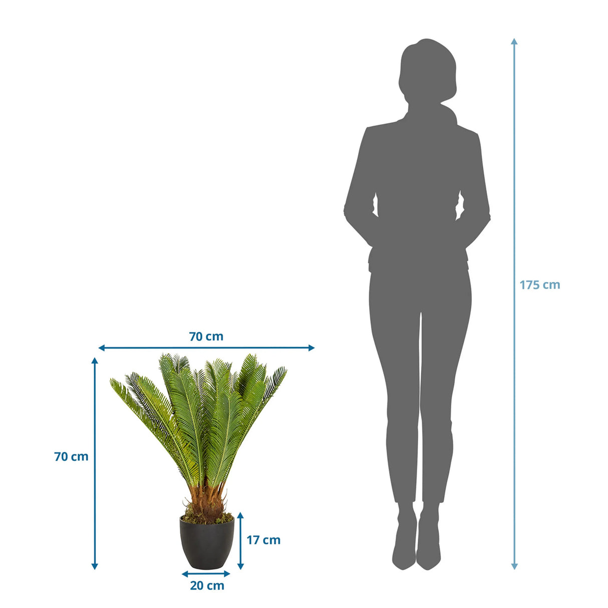 Maßzeichnung der Kunstpflanze CYCAS mit einer Höhe und Breite von jeweils 70 cm von hjh OFFICE