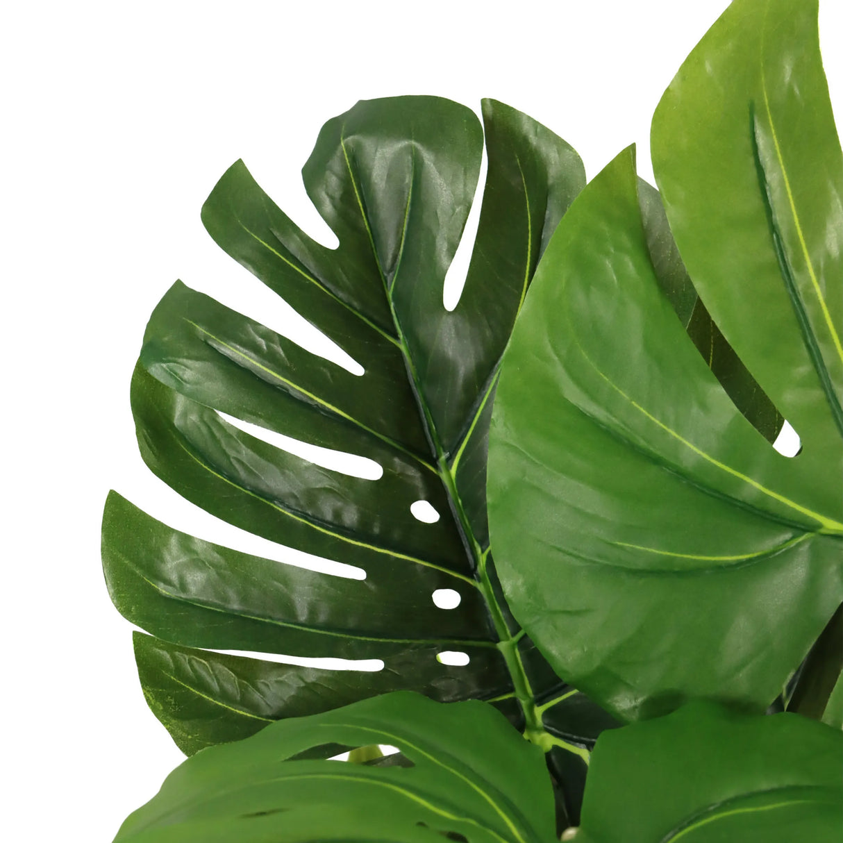 Grüne Blätter der Kunstpflanze MONSTERA I von hjh OFFICE