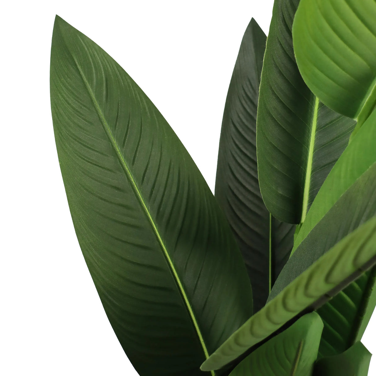 Grüne Blätter der Kunstpflanze STRELITZIA von hjh OFFICE
