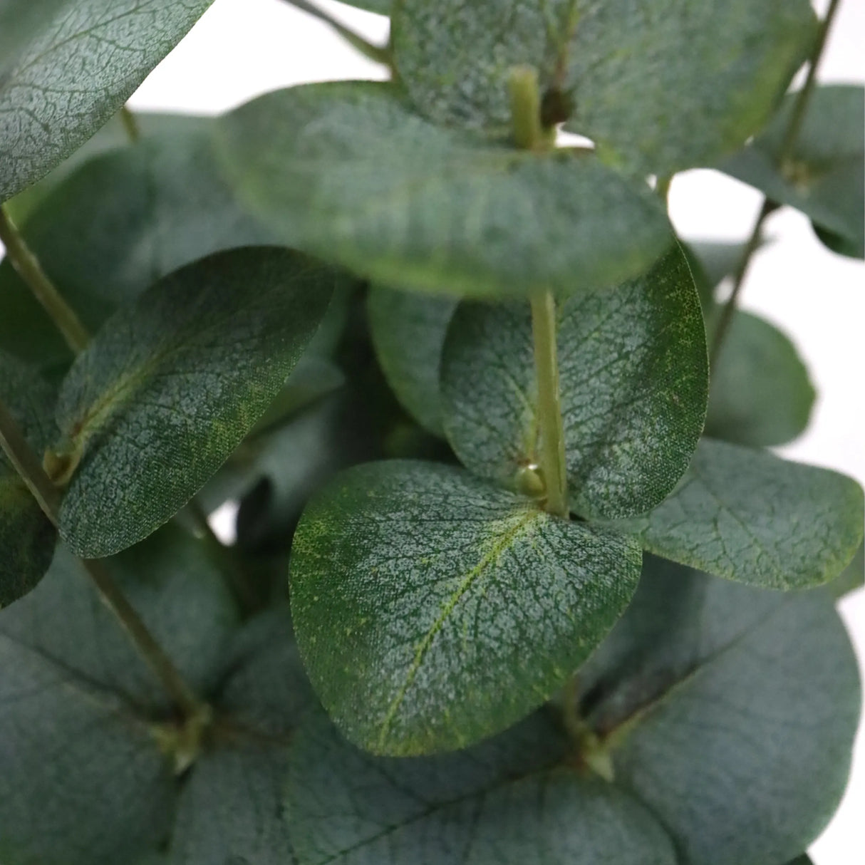 Grüne Blätter der Kunstpflanze Eucalyptus von hjh OFFICE