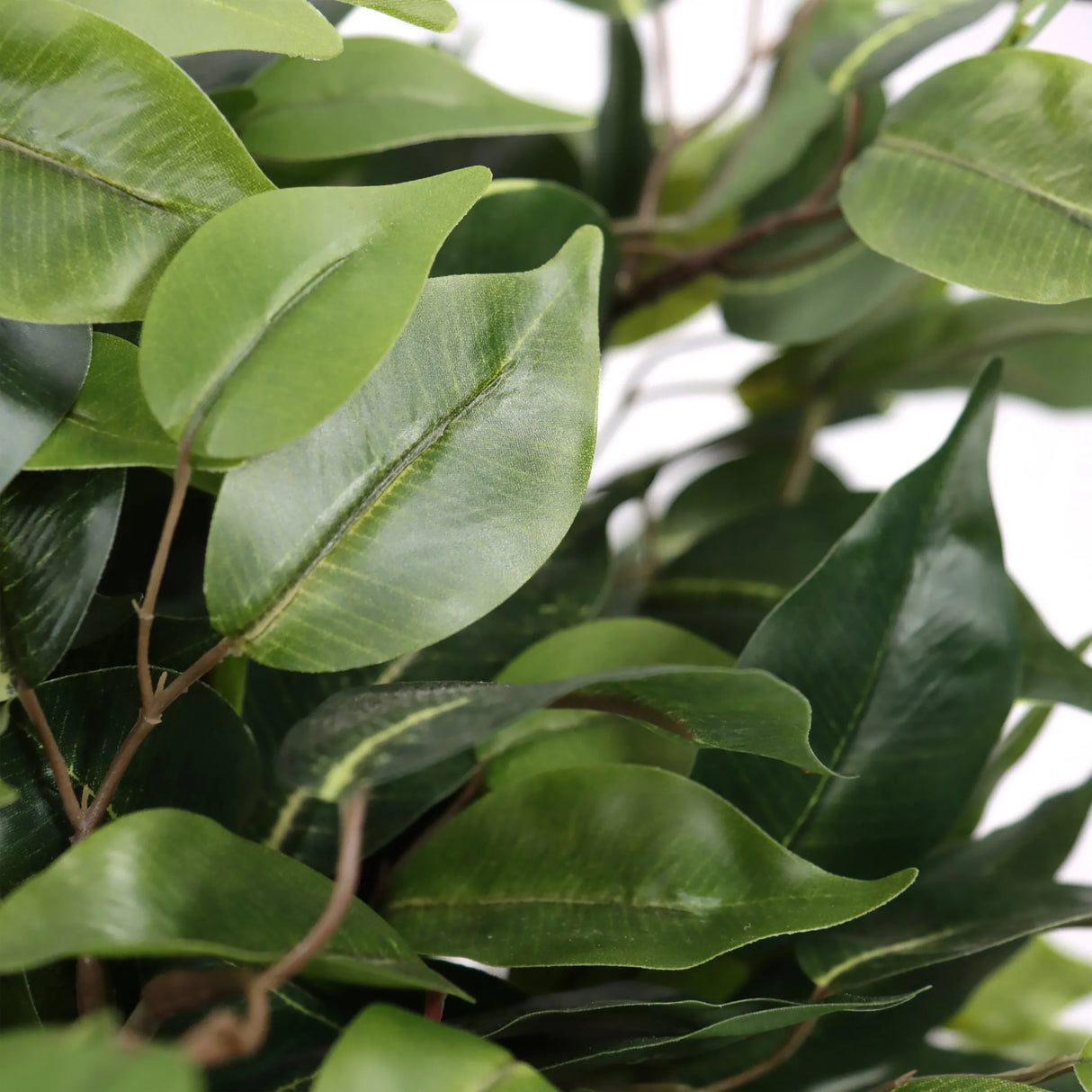 Grüne Blätter der Kunstpflanze FICUS II von hjh OFFICE