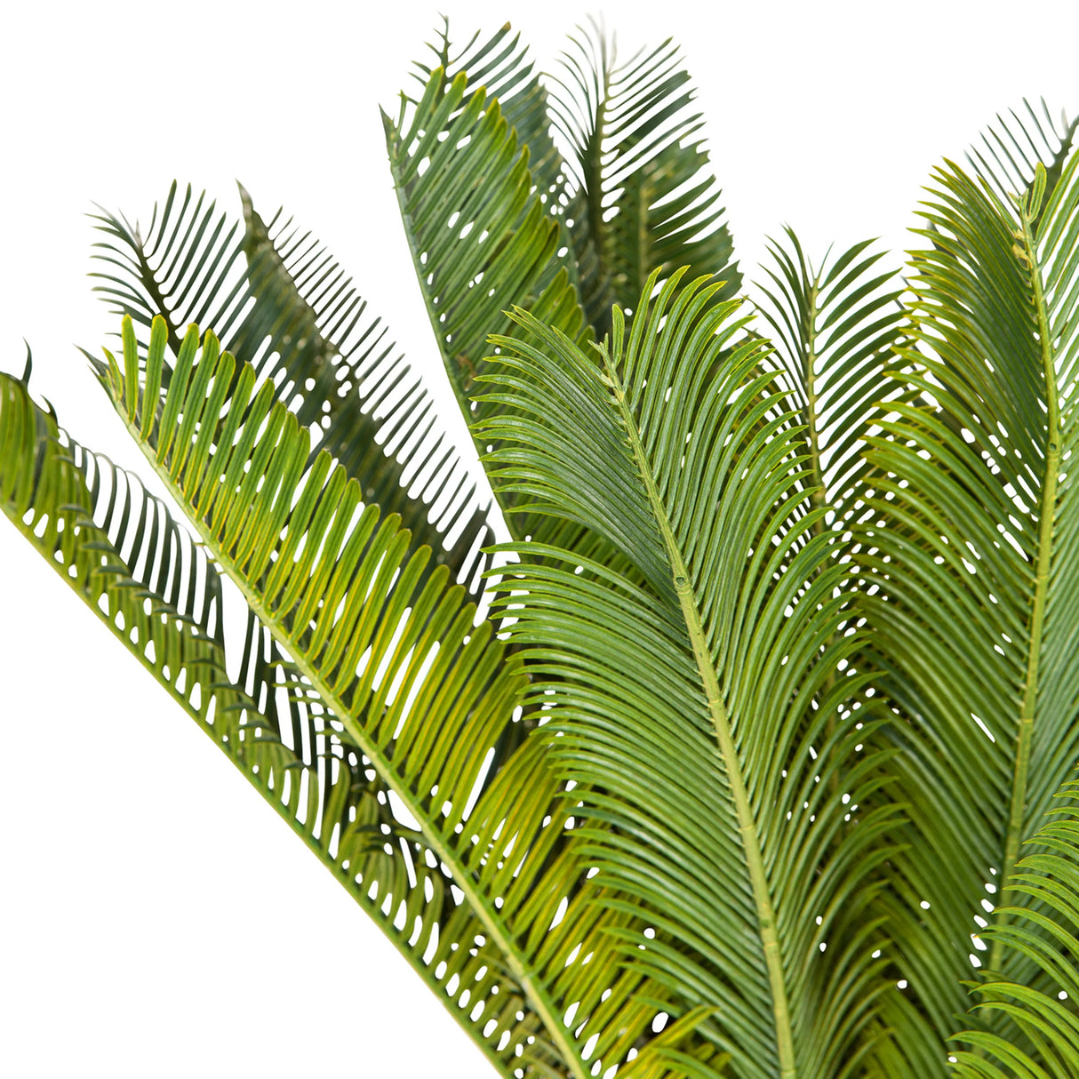 Grüne Blätter der Kunstpflanze CYCAS von hjh OFFICE