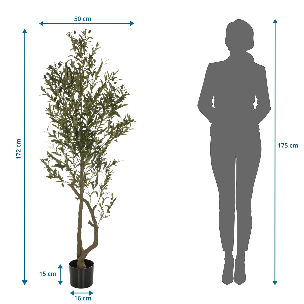 Maßzeichnung der Kunstpflanze OLIVE I mit einer Höhe von 172 cm von hjh OFFICE