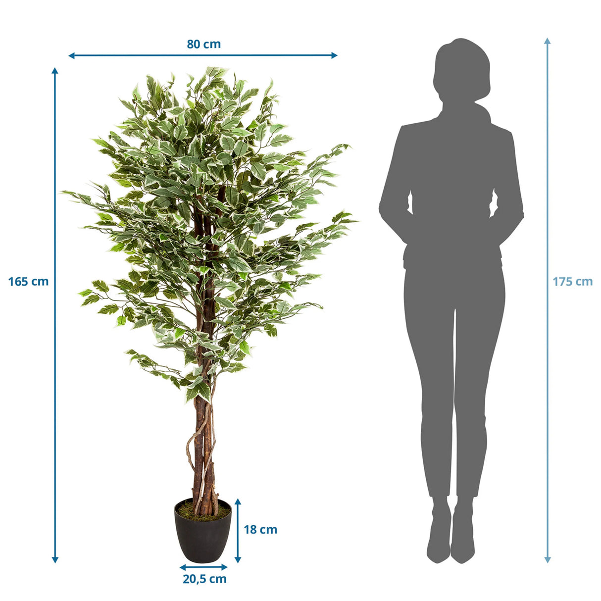 Maßzeichnung der Kunstpflanze FICUS mit einer Höhe von 165 cm und Breite von 80 cm von hjh OFFICE
