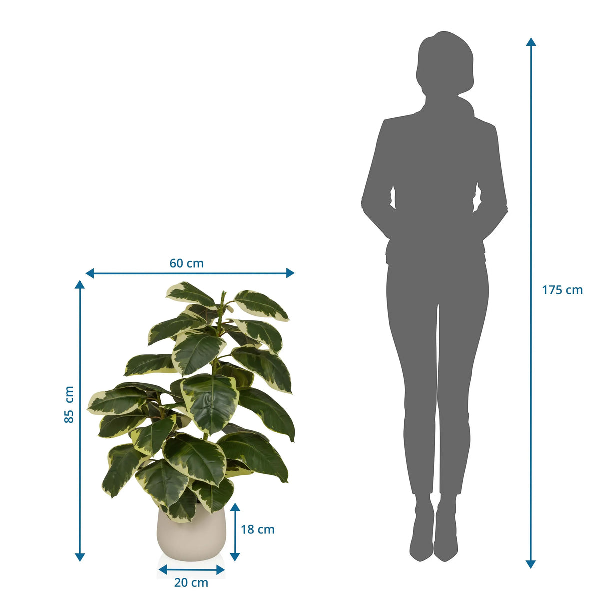 Maßzeichnung der Kunstpflanze Ficus 3 mit einer Höhe von 85 cm und Breite von 60 cm von hjh OFFICE
