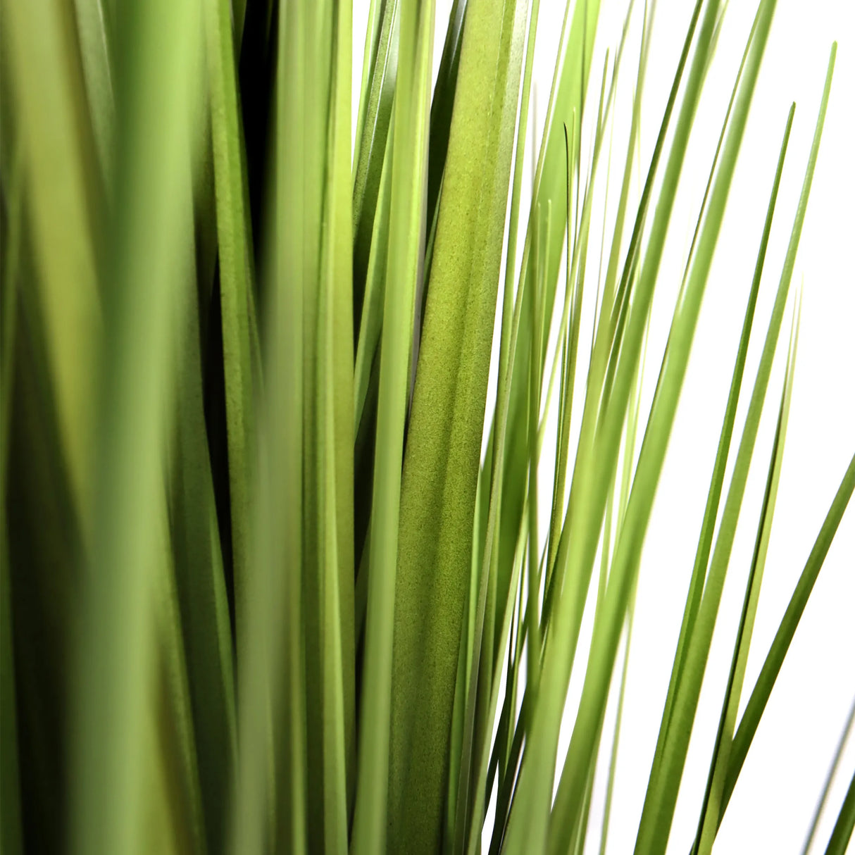 Grüne Blätter der Kunstpflanze CORTADERIA von hjh OFFICE