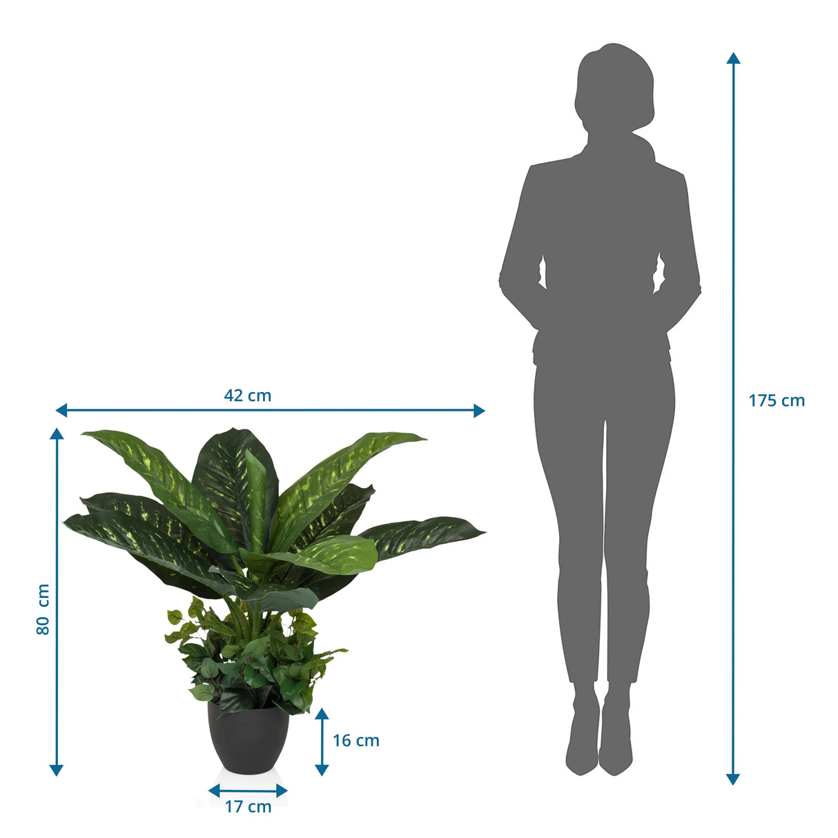 Maßzeichnung der Kunstpflanze DIEFFENBACHIA mit einer Höhe von 80 cm und Breite von 42 cm von hjh OFFICE