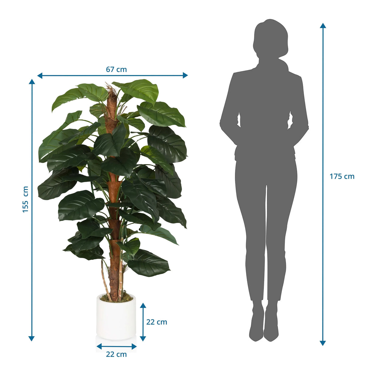 Maßzeichnung der Kunstpflanze EPIPREMNUM mit einer Höhe von 155 cm und Breite von 67 cm von hjh OFFICE