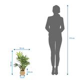 Maßzeichnung der Kunstpflanze CHAMAEDOREA mit einer Höhe von 65 cm von hjh OFFICE