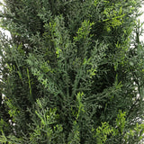 Grüne Nadelzweige der Kunstpflanze CEDRUS von hjh OFFICE