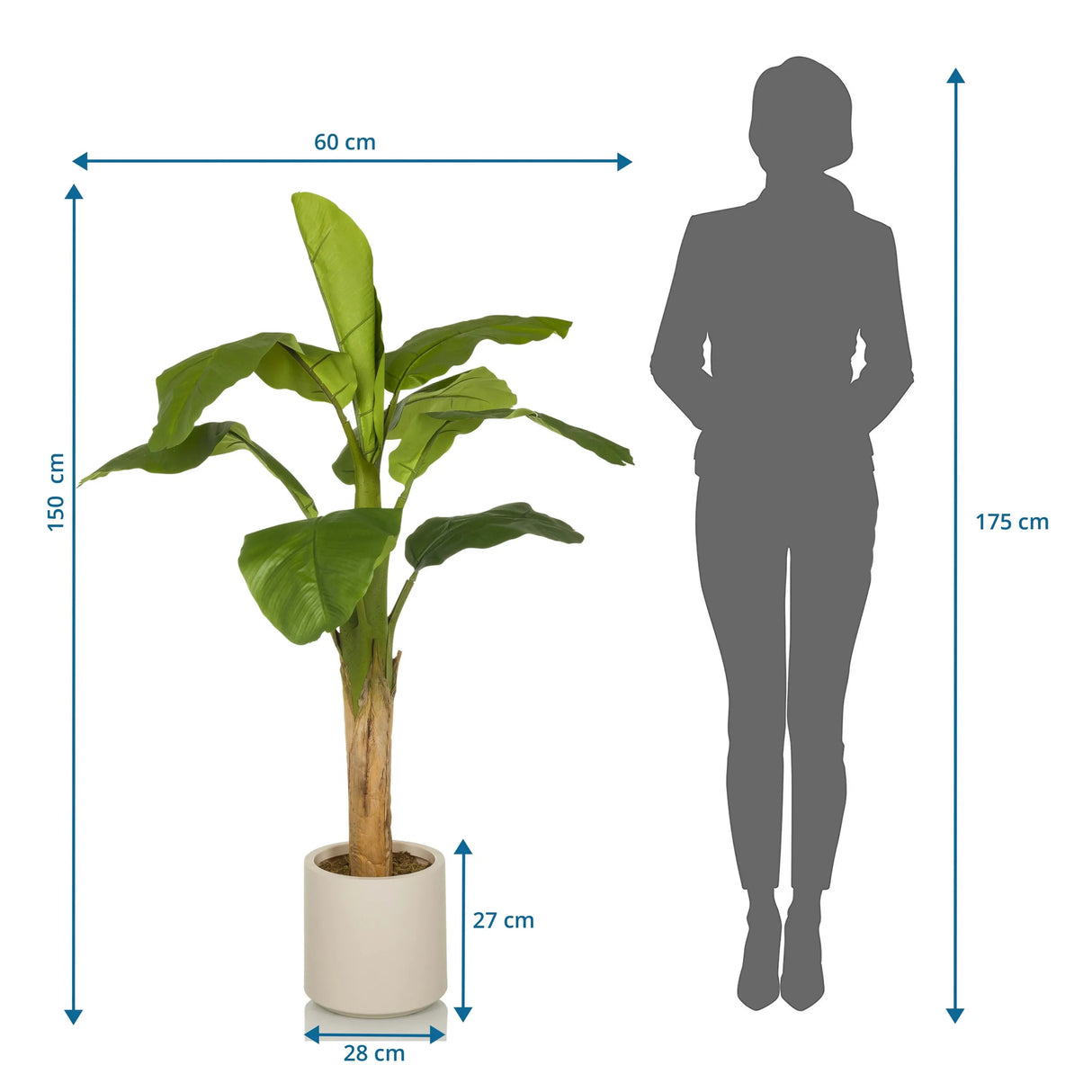 Maßzeichnung der Kunstpflanze BANANE I mit einer Höhe von 150 cm und Breite von 60 cm von hjh OFFICE
