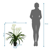 Maßzeichnung der Kunstpflanze AGAPANTHUS mit einer Höhe von 100 cm und Breite von 46 cm von hjh OFFICE