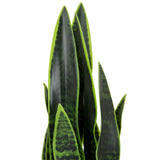 Grüne Blätter der Kunstpflanze SANSEVIERIA mit dunkelgrünen Mustern von hjh OFFICE