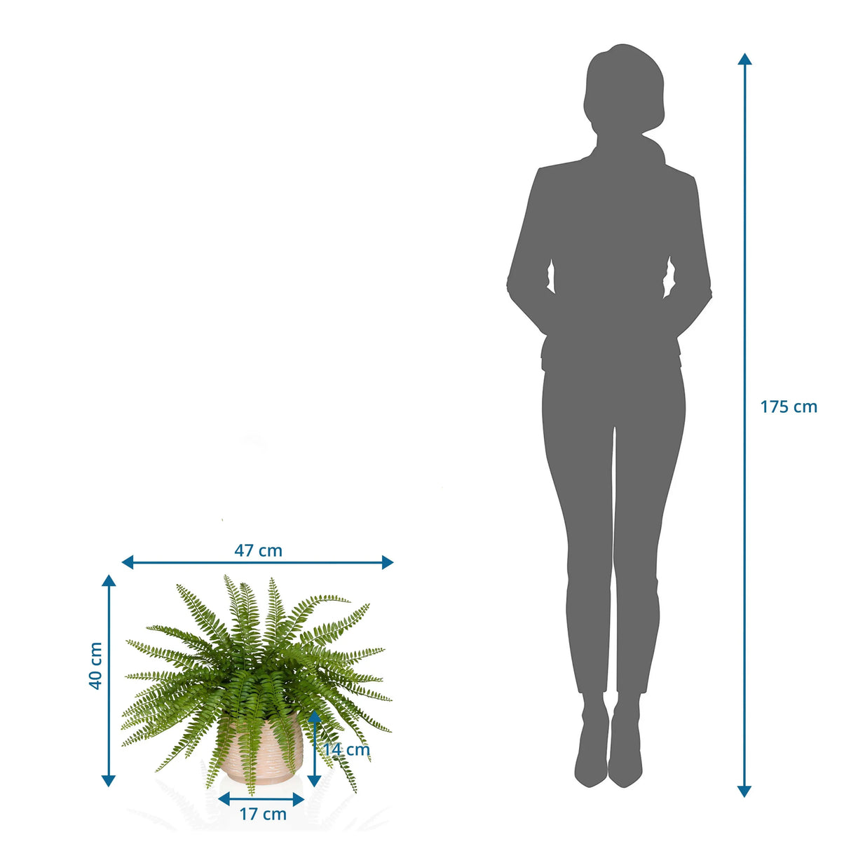 Maßzeichnung der Kunstpflanze Proliferum mit 47 x 40 cm neben einer Personen-Silhouette von hjh OFFICE