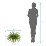 Maßzeichnung der Kunstpflanze Proliferum mit 47 x 40 cm neben einer Personen-Silhouette von hjh OFFICE