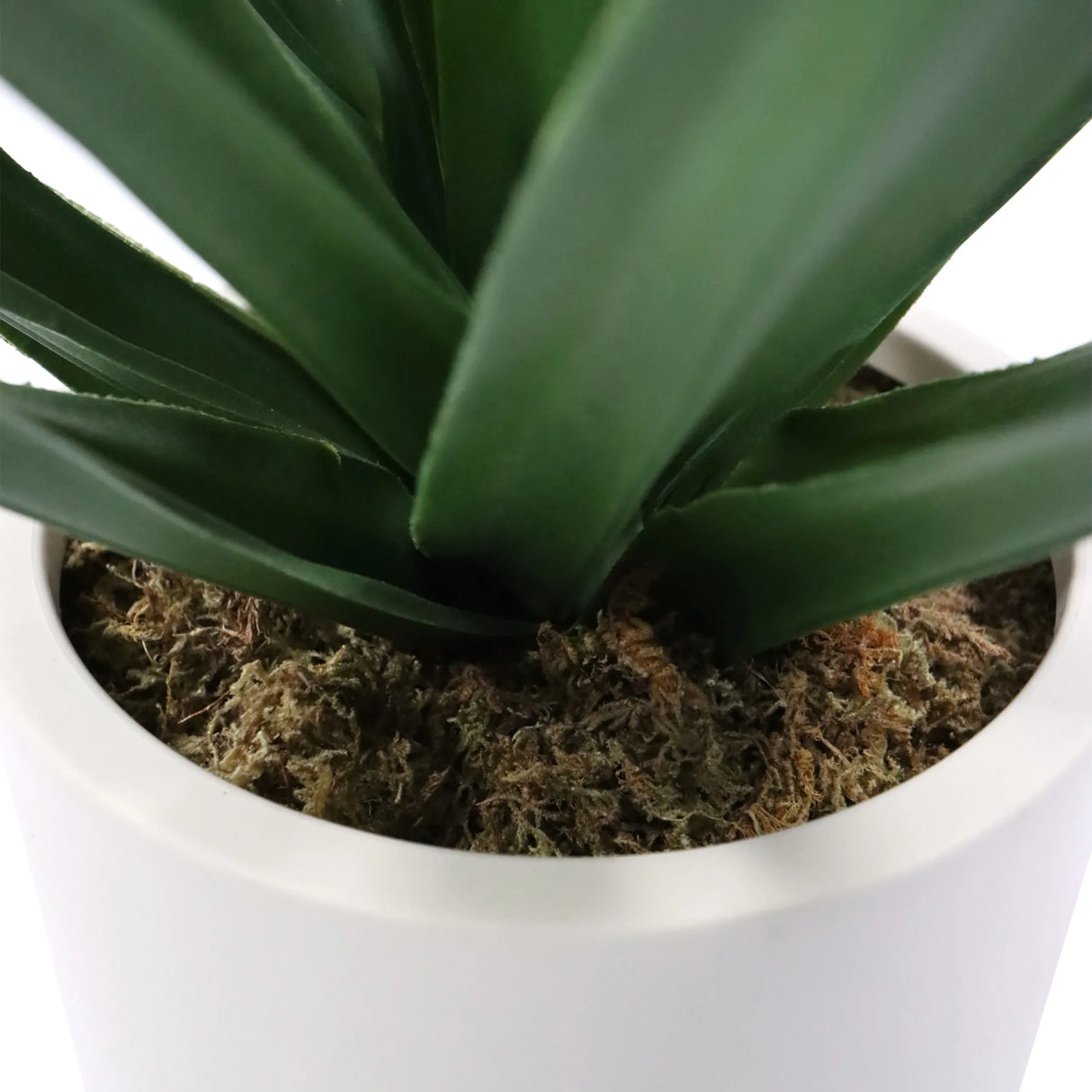 Grüne Blätter und Moosbedeckung der Kunstpflanze Agave in einem weißen Topf von hjh OFFICE