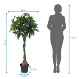 Maßzeichnung der Kunstpflanze PACHIRA mit einer Höhe von 160 cm und Breite von 66 cm von hjh OFFICE