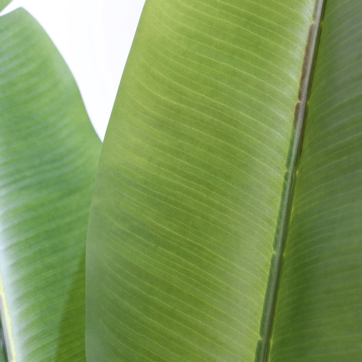 Grüne Blattstruktur der Kunstpflanze BANANE von hjh OFFICE