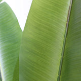 Grüne Blattstruktur der Kunstpflanze BANANE von hjh OFFICE