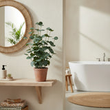 Grüne Kunstpflanze Eucalyptus in einem terrakottafarbenen Topf auf einem Holzregal von hjh OFFICE