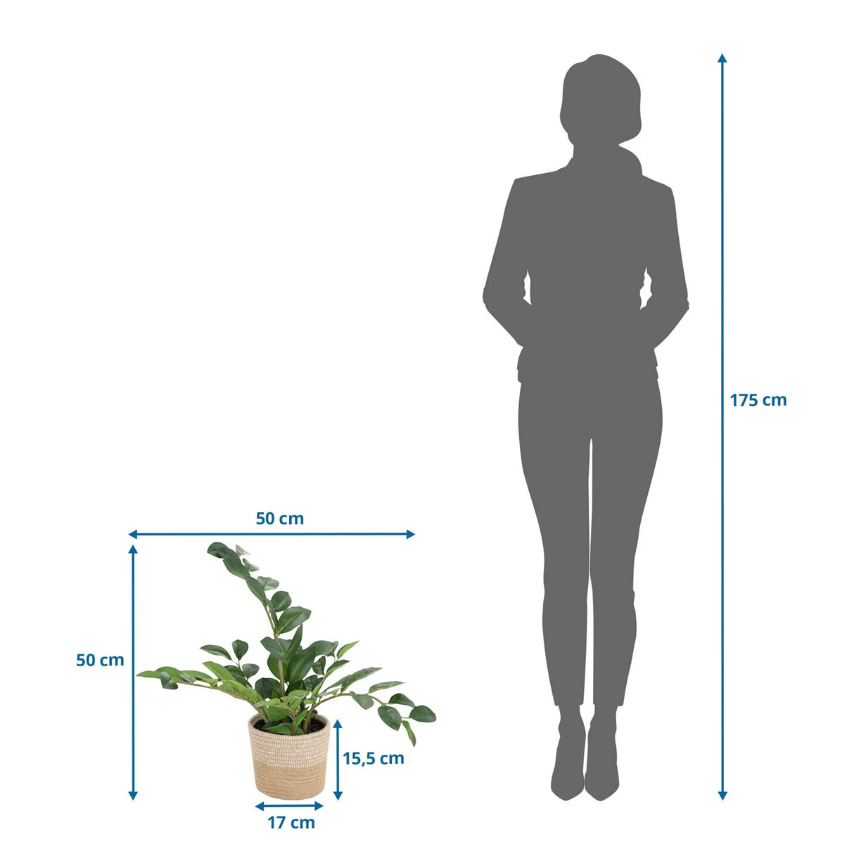 Maßzeichnung der Kunstpflanze ZAMIE mit 50 × 50 cm neben einer Personen-Silhouette von hjh OFFICE