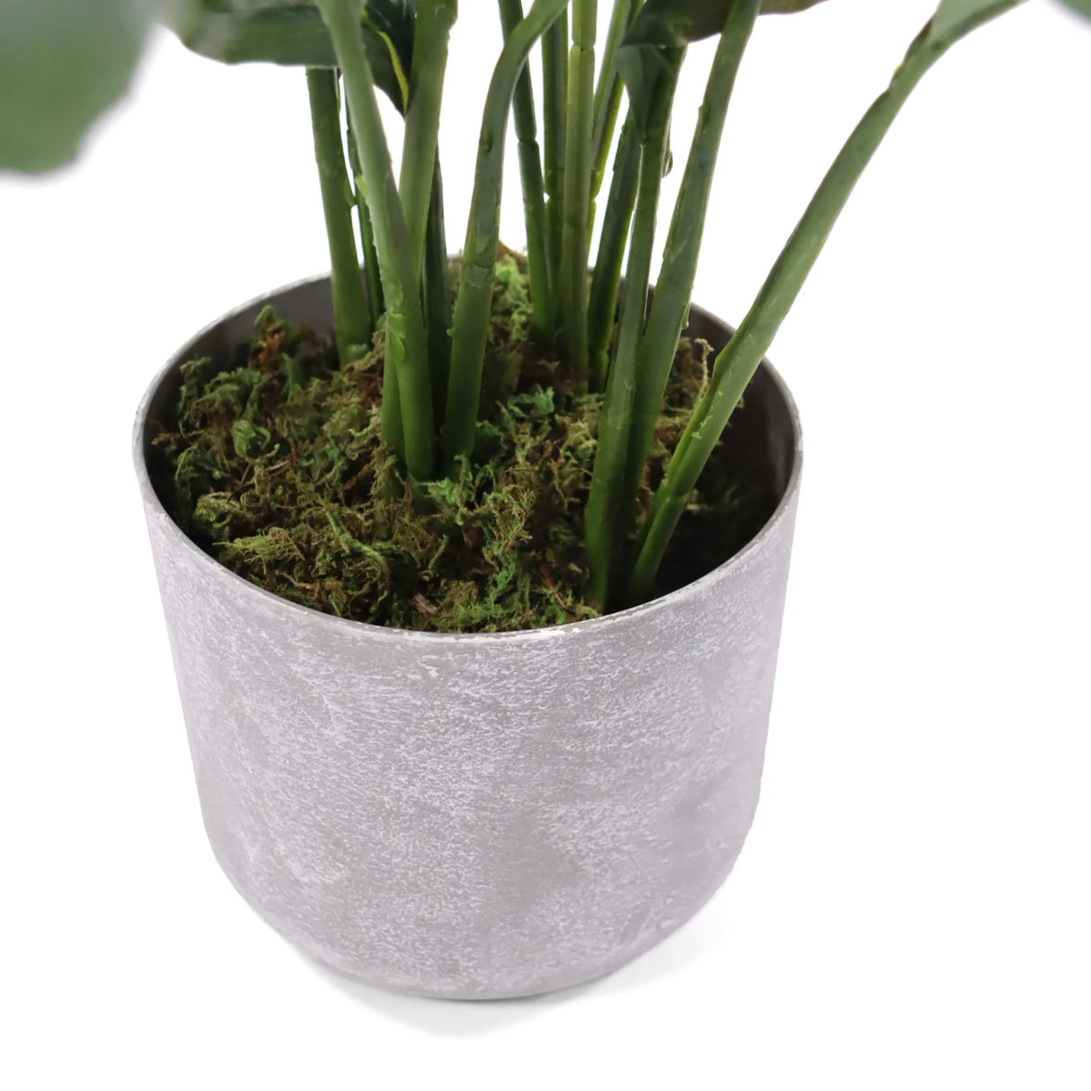 Grauer Pflanztopf mit grünem Moos der Kunstpflanze Spathiphyllum 1 von hjh OFFICE