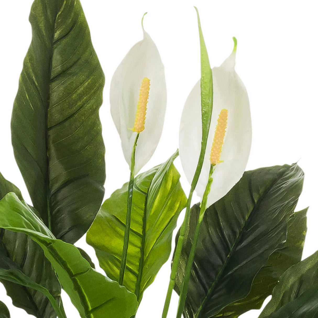 Weiße Blüten und grüne Blätter der Kunstpflanze Spathiphyllum 1 von hjh OFFICE