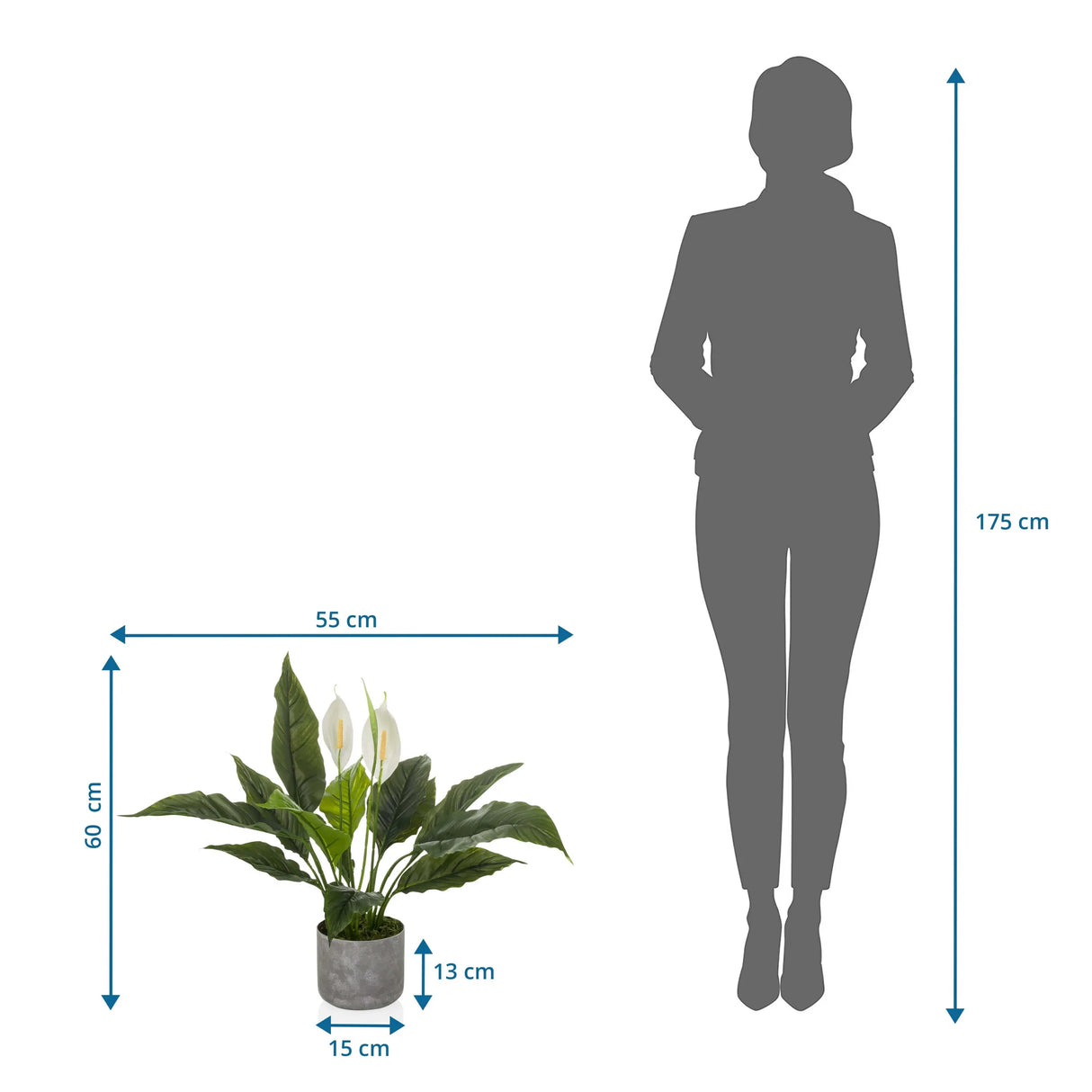 Maßzeichnung der Kunstpflanze Spathiphyllum 1 mit 60 x 55 cm im Vergleich zu einer Person von hjh OFFICE