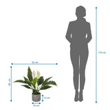 Maßzeichnung der Kunstpflanze Spathiphyllum 1 mit 60 x 55 cm im Vergleich zu einer Person von hjh OFFICE