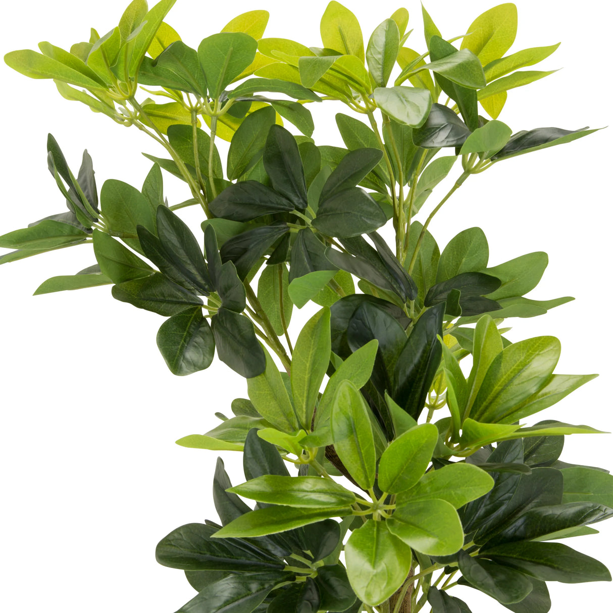Grüne Blätter der Kunstpflanze SCHEFFLERA von hjh OFFICE