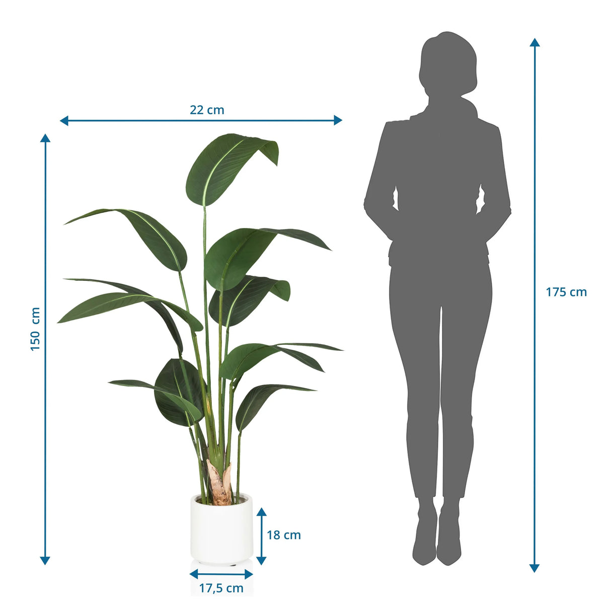 Maßzeichnung der Kunstpflanze STRELITZIA mit einer Höhe von 150 cm von hjh OFFICE
