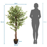 Maßzeichnung der Kunstpflanze FICUS mit einer Höhe von 165 cm und Breite von 80 cm von hjh OFFICE