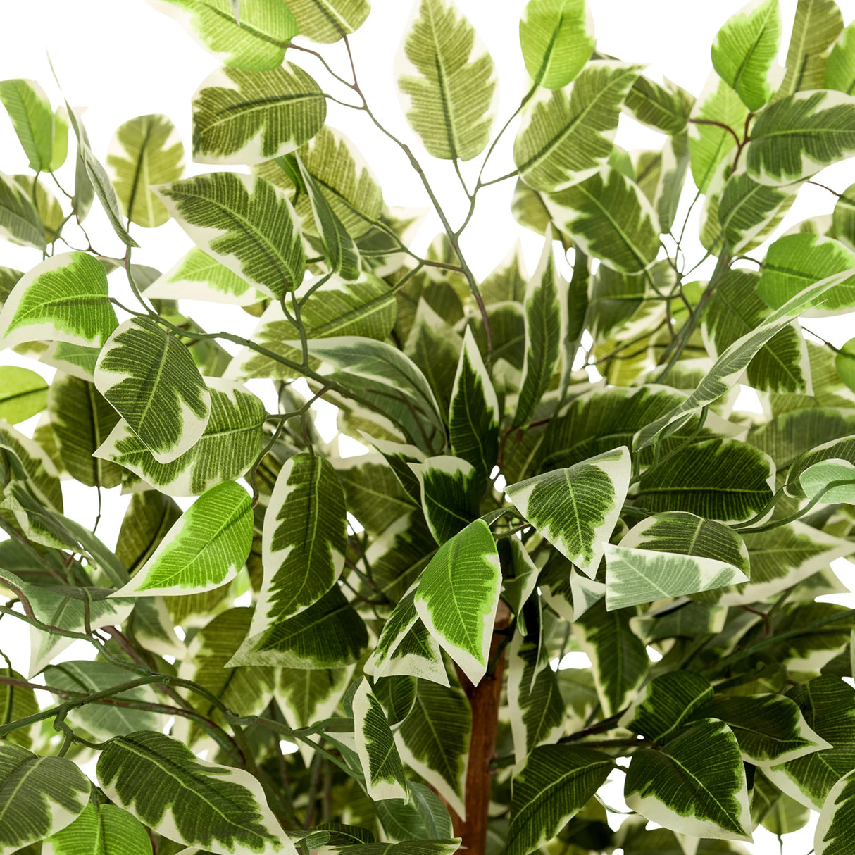 Grün-weiß panaschierte Blätter der Kunstpflanze FICUS von hjh OFFICE