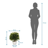 Maßzeichnung der Kunstpflanze FICUS II mit einer Höhe von 65 cm und Breite von 40 cm von hjh OFFICE