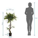 Maßansicht der Kunstpflanze FICUS I mit einer Höhe von 120 cm und einer Breite von 70 cm von hjh OFFICE