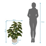 Maßzeichnung der Kunstpflanze Ficus 3 mit einer Höhe von 85 cm und Breite von 60 cm von hjh OFFICE