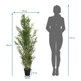Maßzeichnung der Kunstpflanze BAMBUS mit einer Höhe von 165 cm und einer Breite von 70 cm von hjh OFFICE