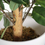 Stamm und Blätter der Kunstpflanze FICUS II in einem weißen Topf von hjh OFFICE