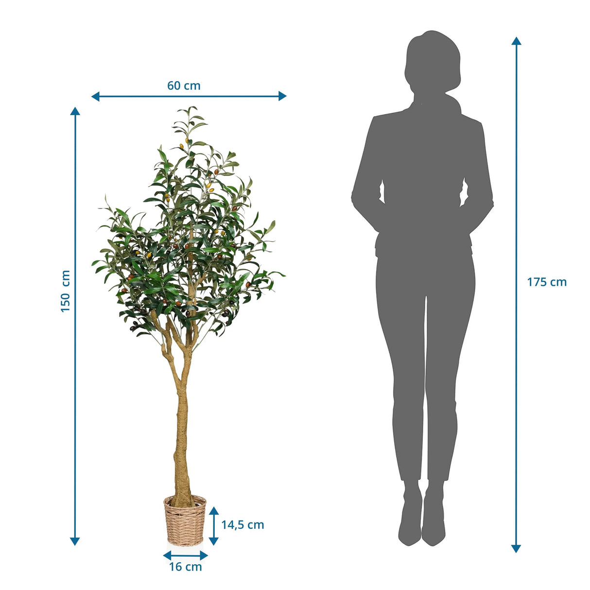 Maßzeichnung der Kunstpflanze OLIVE II mit einer Höhe von 150 cm und Breite von 60 cm von hjh OFFICE