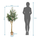 Maßzeichnung der Kunstpflanze OLIVE II mit einer Höhe von 150 cm und Breite von 60 cm von hjh OFFICE